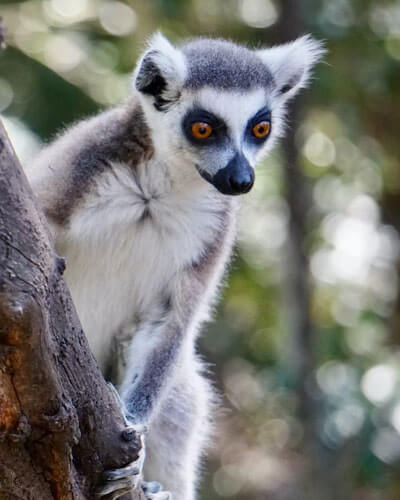 Monkeyland Primate Sanctuary